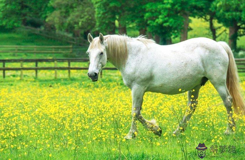 1、男屬馬女屬羊是否婚配:女屬羊的和男屬馬的可以配嗎