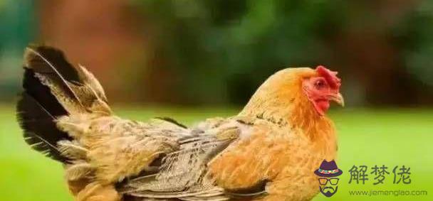 5、男雞與女雞婚配好不好:年男屬雞和年女屬雞婚配合適嗎？