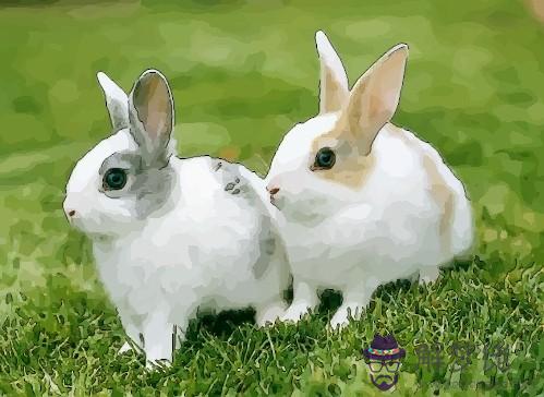 4、屬馬人生肖婚配屬兔子:屬兔和屬馬婚配如何？