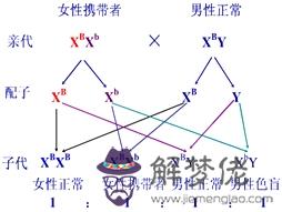 3、人類紅綠色盲四種婚配遺傳圖解:紅綠色盲交叉遺傳圖解