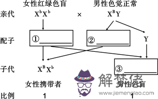 1、人類紅綠色盲四種婚配遺傳圖解:關于人類紅綠色盲的遺傳，正確的是