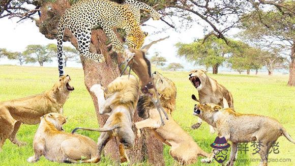 4、豹子男和獅子女婚配嗎:獅子和老虎沒有隔離，那獅子和豹子也可以嗎？