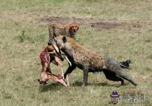 2、豹子男和獅子女婚配嗎:豹子和老虎或者獅子有過雜交后代嗎？