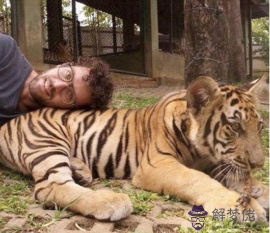 1、豹子男和獅子女婚配嗎:豹子和獅子哪個好？