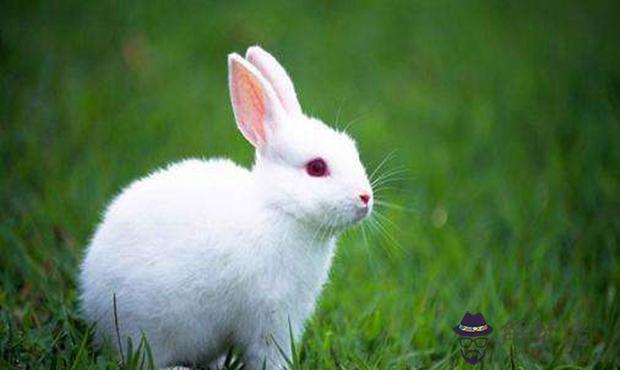 5、屬兔適合和哪個屬相婚配:什麼屬相和屬兔的相配