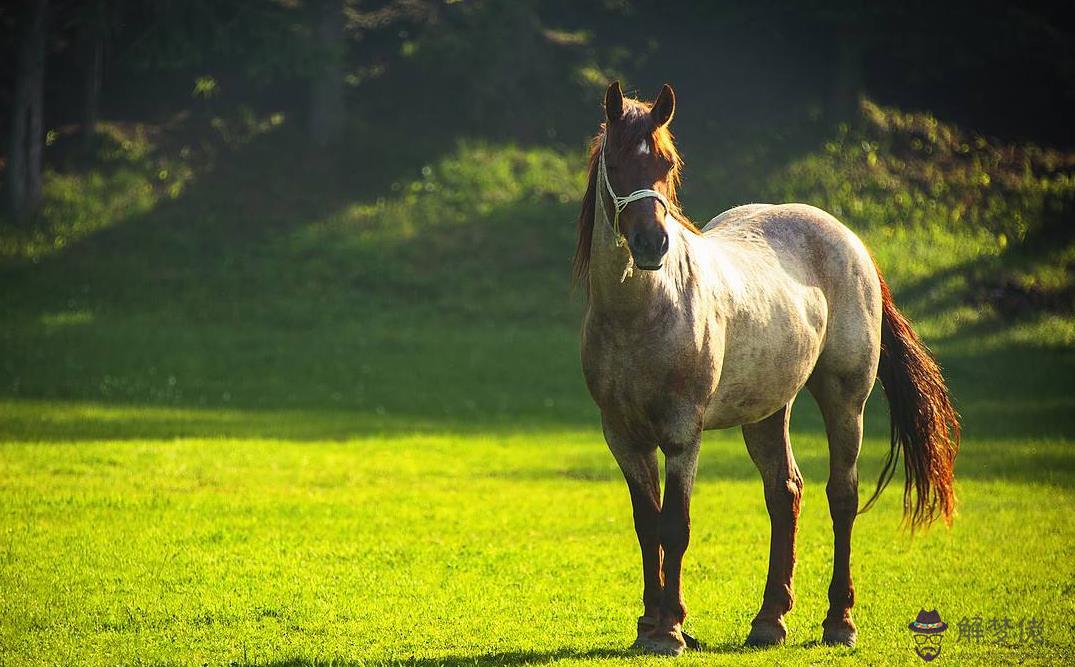 4、女兔和男馬婚配合適嗎:女馬男兔婚配合適嗎