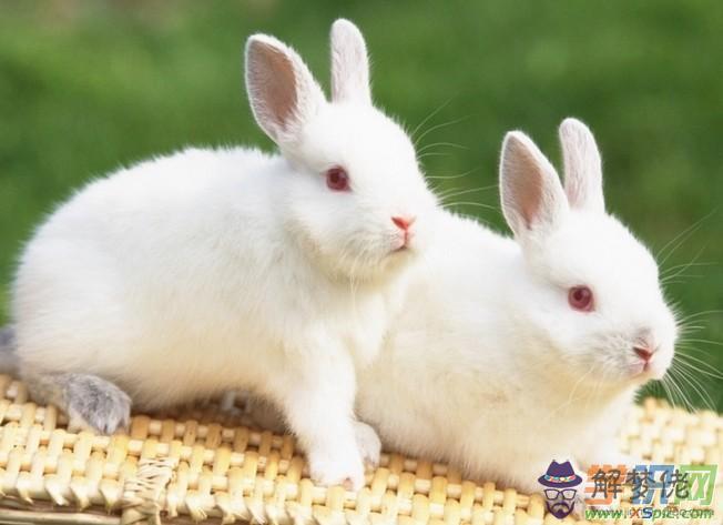 2、生肖兔女與生肖鼠男婚配合適嗎:男鼠和女兔生肖相配嗎？