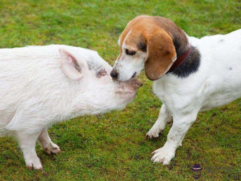 1、男狗與女豬生肖婚配幸福嗎:男屬狗和女屬豬相配嗎