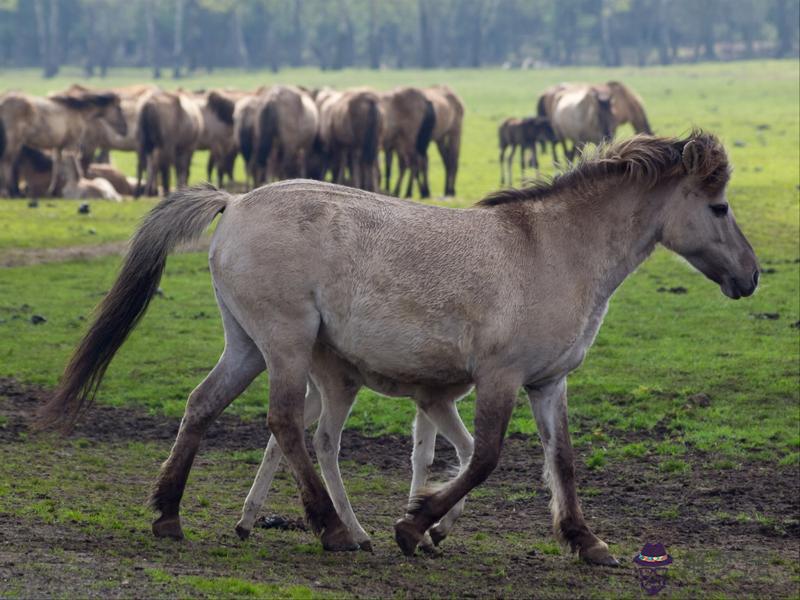 4、女馬男虎婚配能長久嗎:男虎女馬可以配嗎？