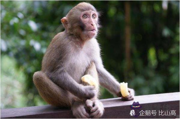 1、猴屬相婚配好嗎:屬猴的和什麼屬相最合適