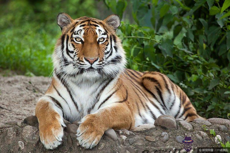 3、丙寅虎與庚申猴的婚配如何:庚申猴與丙寅虎適合在一起做生意嗎?