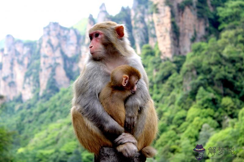 4、屬猴男可不可以婚配屬虎女:男屬猴女屬虎他們的可以做夫妻嗎