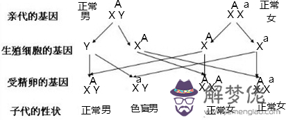 1、紅綠色盲男女婚式:紅綠色盲是如何遺傳的? （目，請詳細的給個答案，謝謝）