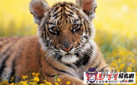 7、兩個同月屬虎人婚配好嗎:兩個屬虎 婚配 好不好