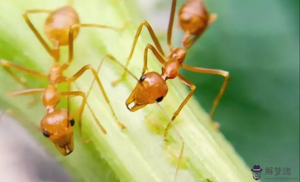1、紅螞蟻的食物婚配繁殖壽命:螞蟻怎樣婚戀與繁衍