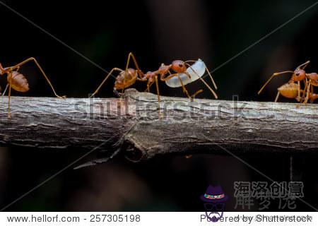 3、紅螞蟻的食物婚配繁殖壽命:請問紅螞蟻一般是壽命是多長呢？？