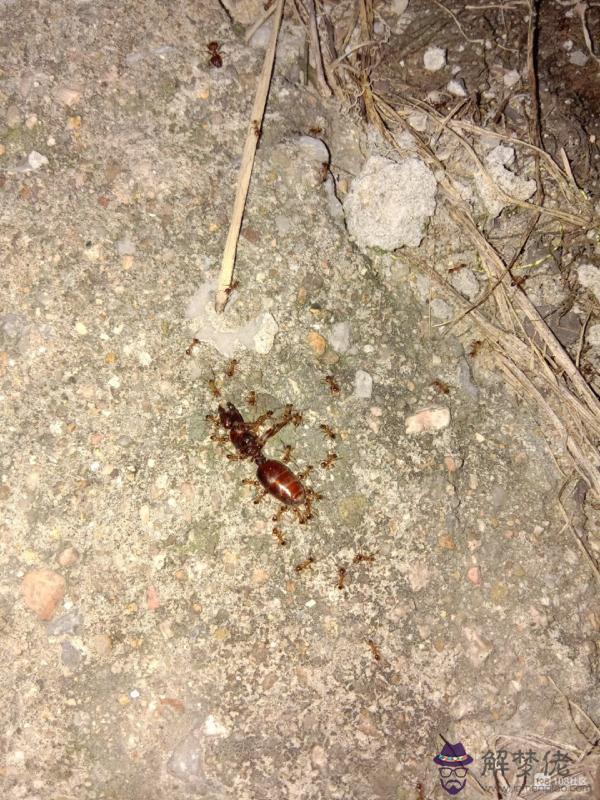 4、紅螞蟻的食物婚配繁殖壽命:紅螞蟻吃什麼