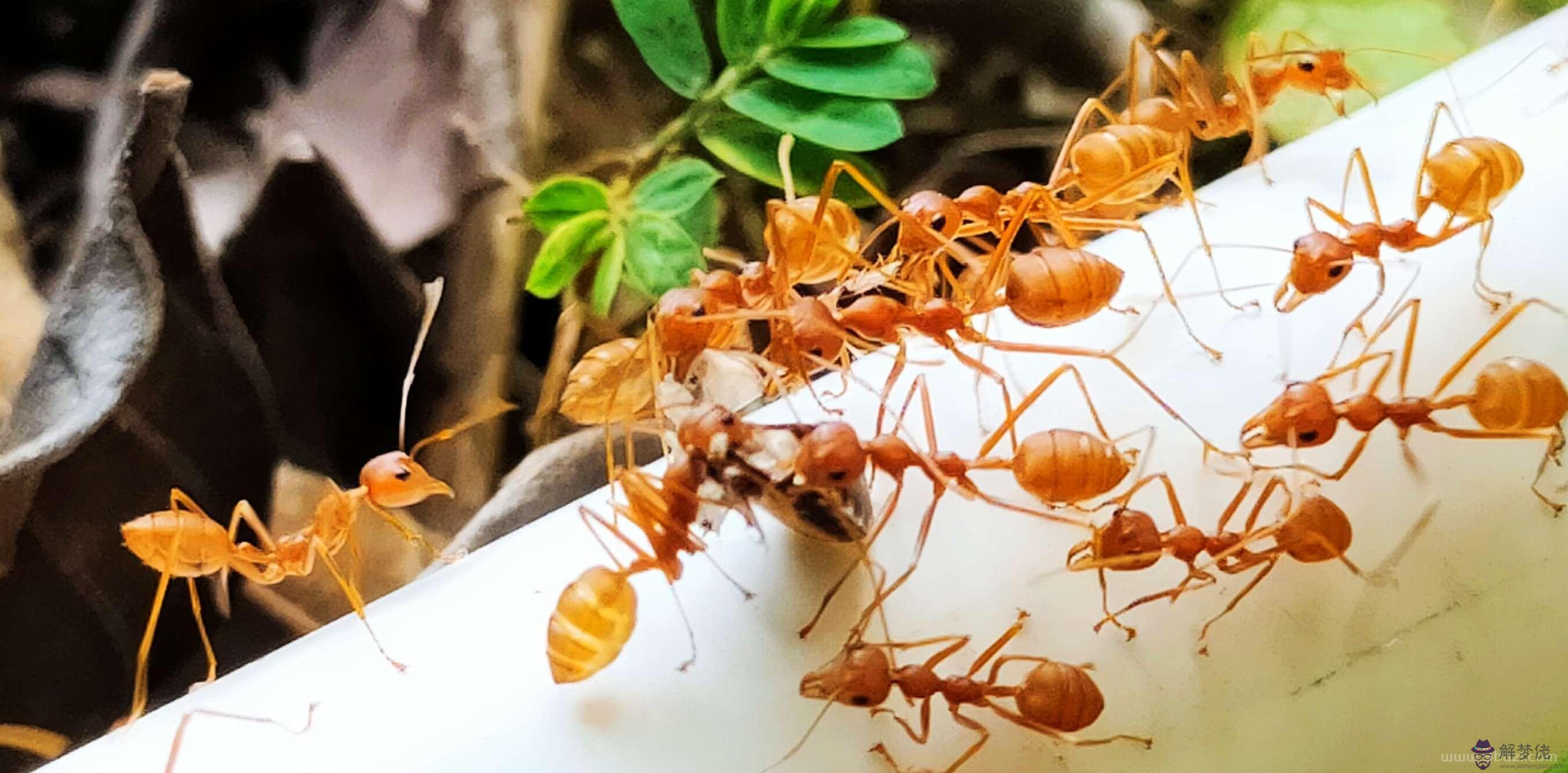 2、紅螞蟻的食物婚配繁殖壽命:紅螞蟻怎麼繁殖后代