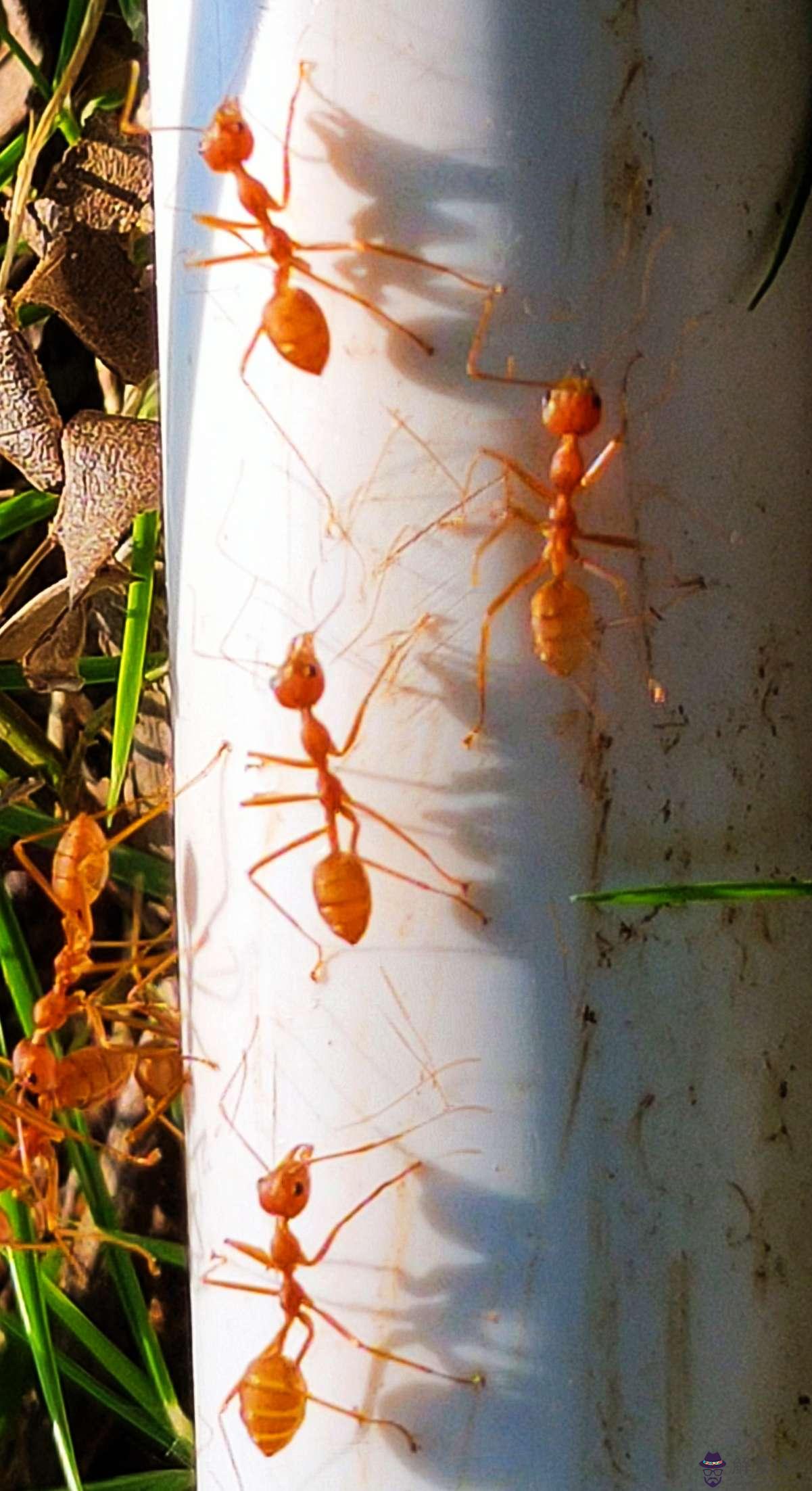 5、紅螞蟻的食物婚配繁殖壽命:請問紅螞蟻吃什麼？