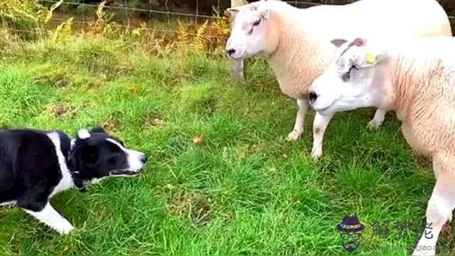 8、狗和羊婚配能到**嗎:屬羊和屬狗相配嗎？屬羊和屬豬相配嗎？