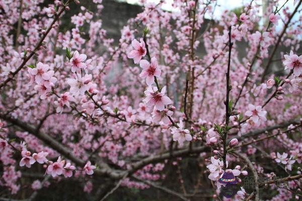 在八字中看桃花