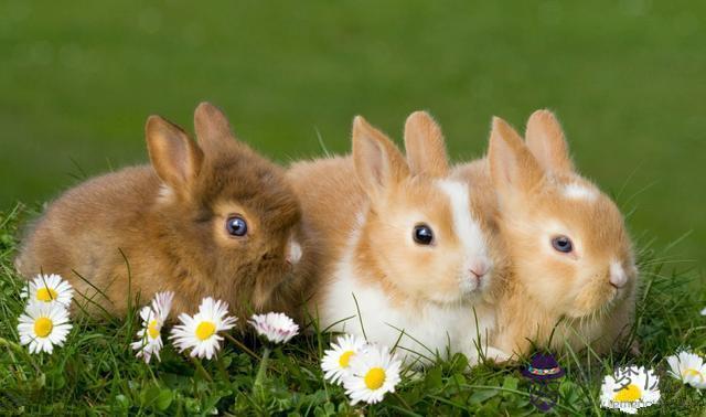 4、狗年出生的能與兔年的婚配嗎:年出生人婚配兔和什麼屬相配合