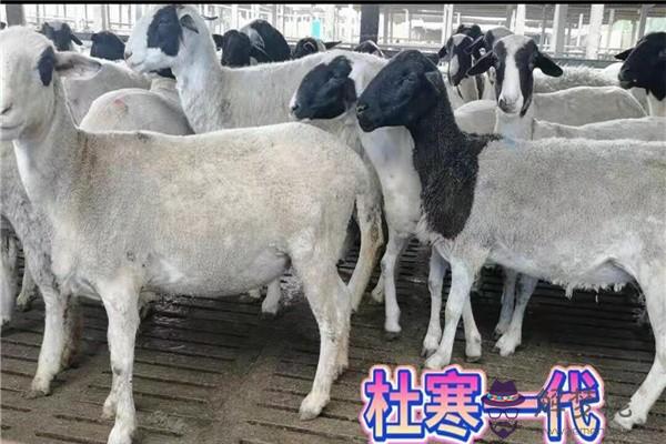8、女狗男羊婚配如何:屬羊的和屬狗的婚配怎麼樣？
