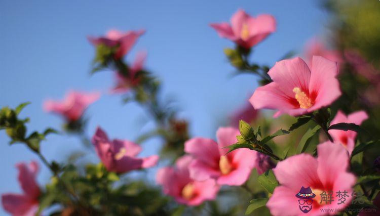 2、十二生肖桃花運推算婚配:十二生肖那個生肖桃花運最旺