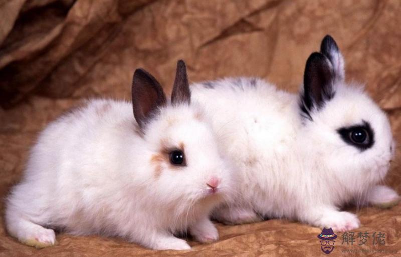 1、屬兔的婚配不能和什麼屬相在一起:屬兔的忌配什麼屬相