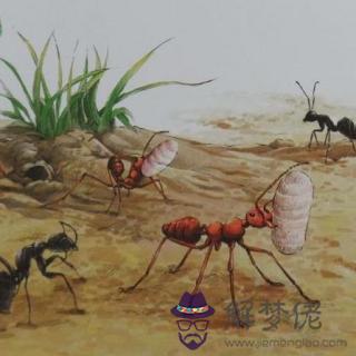 1、昆蟲記的紅螞蟻的婚配:紅螞蟻婚戀？