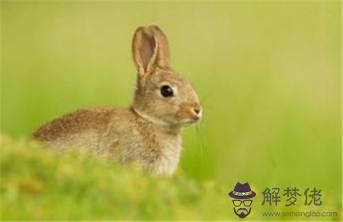 5、兩個屬兔的人婚配指數:兩人都是屬兔的適合結婚嗎