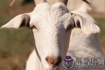2、男羊女兔婚配怎麼樣好嗎:兔與羊男羊女兔結婚好嗎？