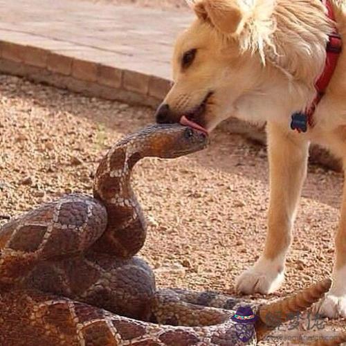 1、蛇和狗屬相的能成為麼:屬蛇和屬狗在一起好嗎