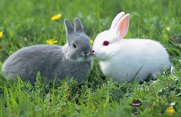 1、屬兔的和哪幾個屬相比較合適:屬兔的最適合什麼屬相