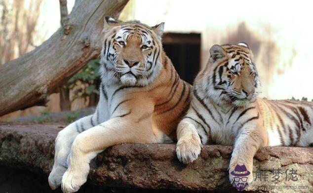 兩個屬虎的人做生意合財嗎：屬虎的和屬虎的可以合伙做生意嗎