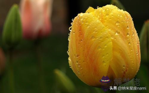 獅子座的專屬花是什麼，代表守護的植物