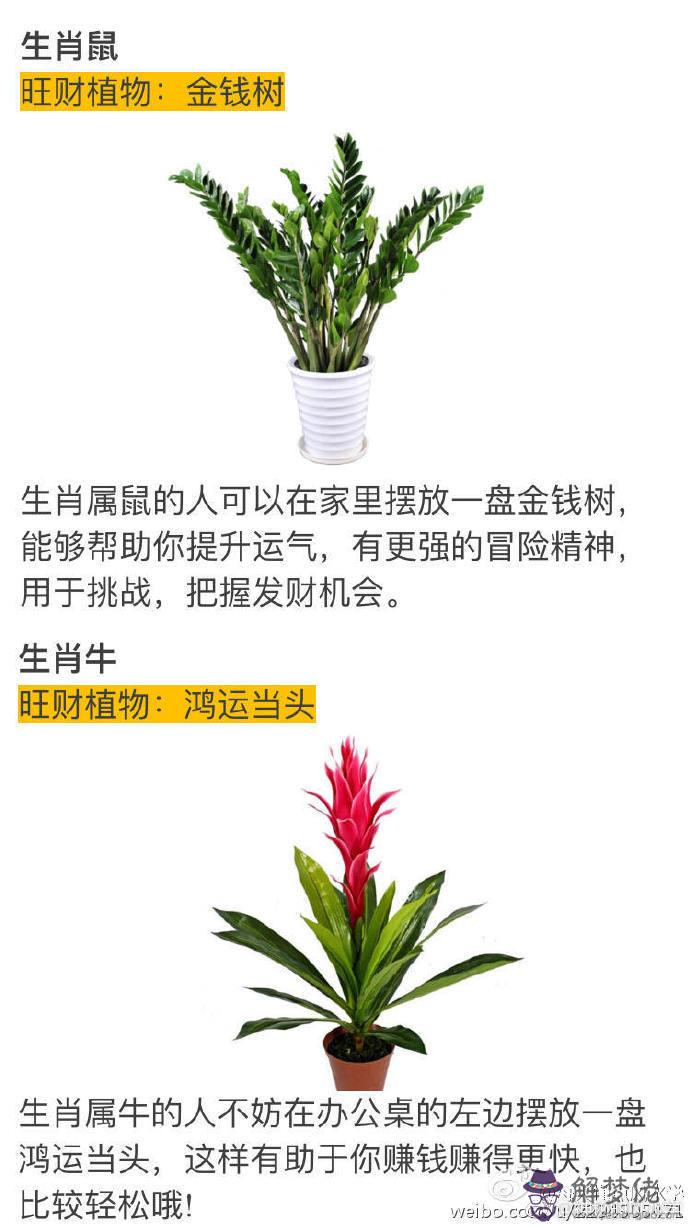 屬兔適合養什麼植物旺財：屬兔的養什麼花旺財