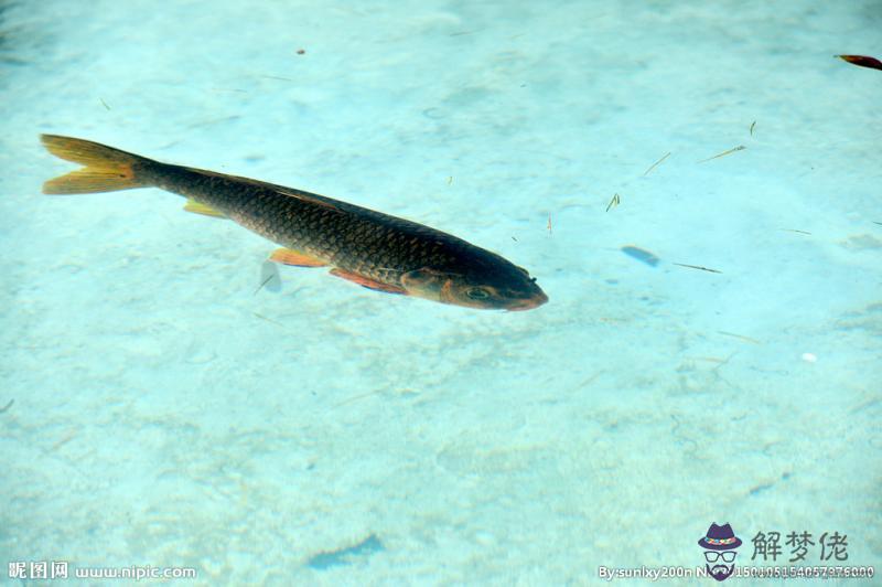 女人夢見魚塘很多大魚：夢見池塘水干有好多大魚