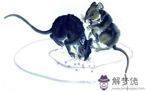 屬老鼠和屬狗的結合會怎麼樣：屬狗的和屬鼠的在一起合適嗎？會不會合的來？