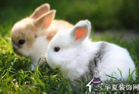 兔肖和什麼生肖最旺財：我是屬兔配什麼最好？
