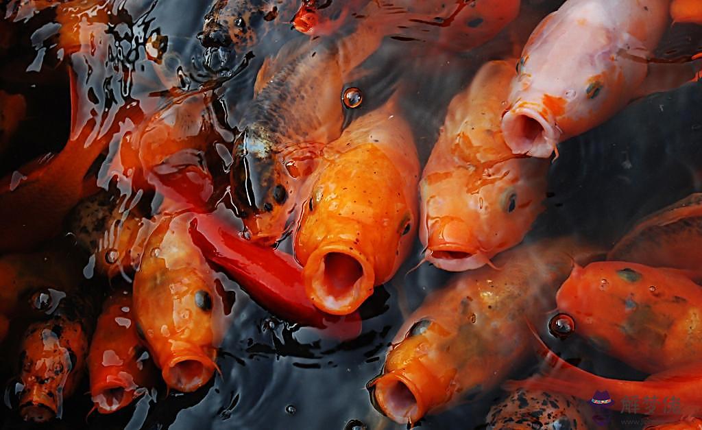 夢到自己逮了好多魚是啥意思：昨晚夢見自己抓了好多魚請解析一下什麼意思