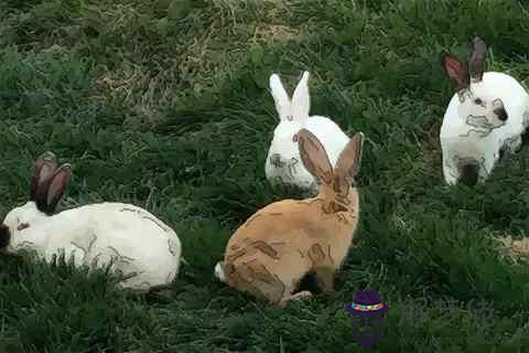 屬兔的和什麼生肖最旺：生肖兔與什麼生肖最配對？什麼生肖最旺兔？