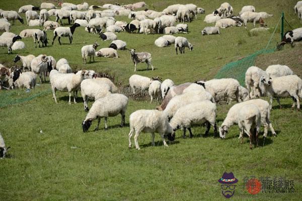 男屬羊與啥的屬相配好