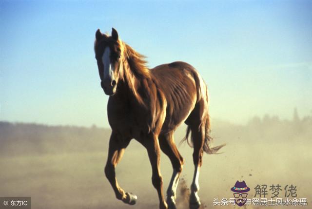 屬馬的跟什麼屬相相配嗎