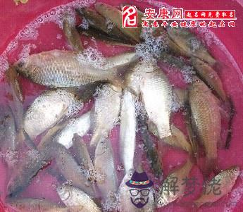 女人夢見自己親手抓了好多魚：女人夢見抓好多魚