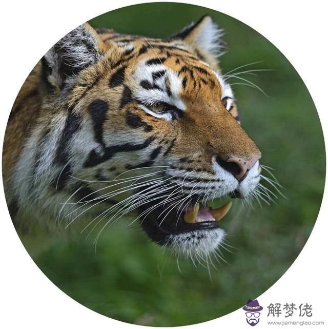 今年屬相是龍蛇馬的要轉發微信嗎