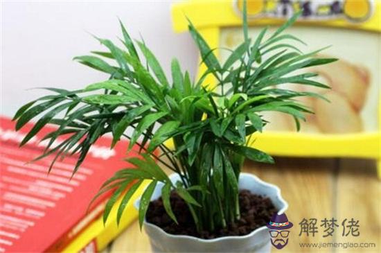 屬兔客廳放什麼植物好：屬兔的人家居擺放的植物