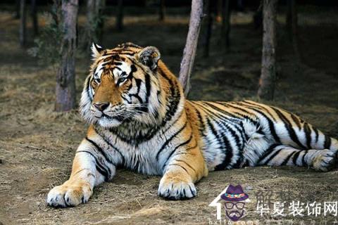 虎是什麼命詳細：年屬虎是什麼命