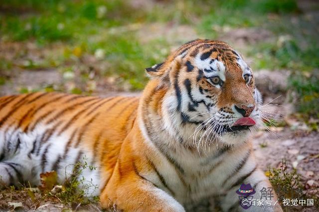 1950年屬虎按生肖上壽命多少，生肖上準確麼。