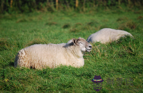 79年屬羊人一生命運：79年屬羊的今年命運好嗎？